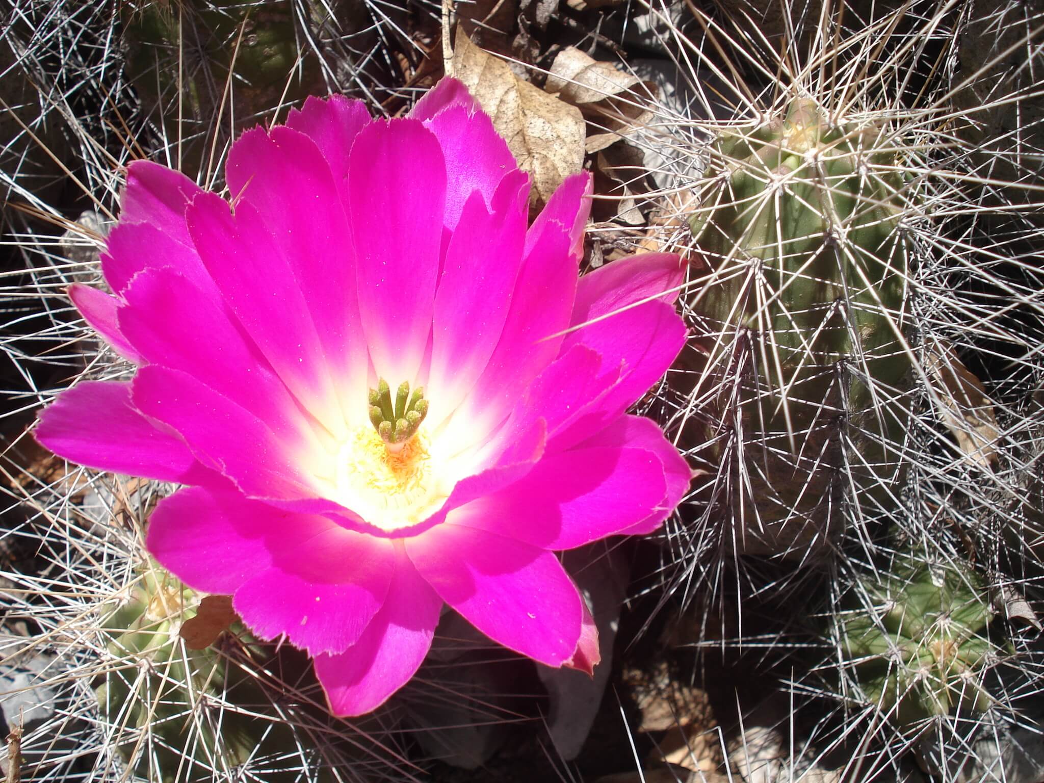 Echinocereus pentalophus